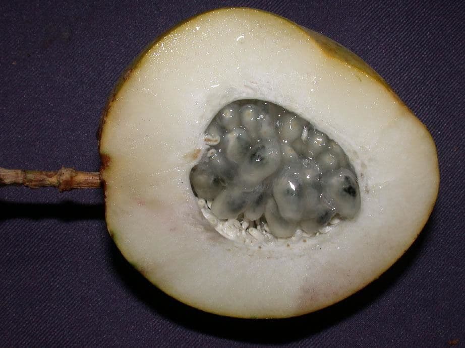 Passiflora ambigua 2