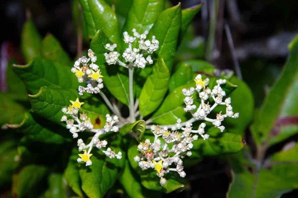 Argophyllum 3