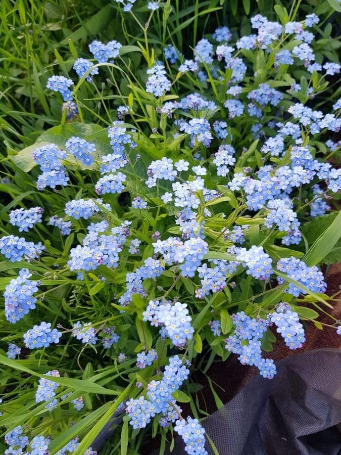 Myosotis décombant 4