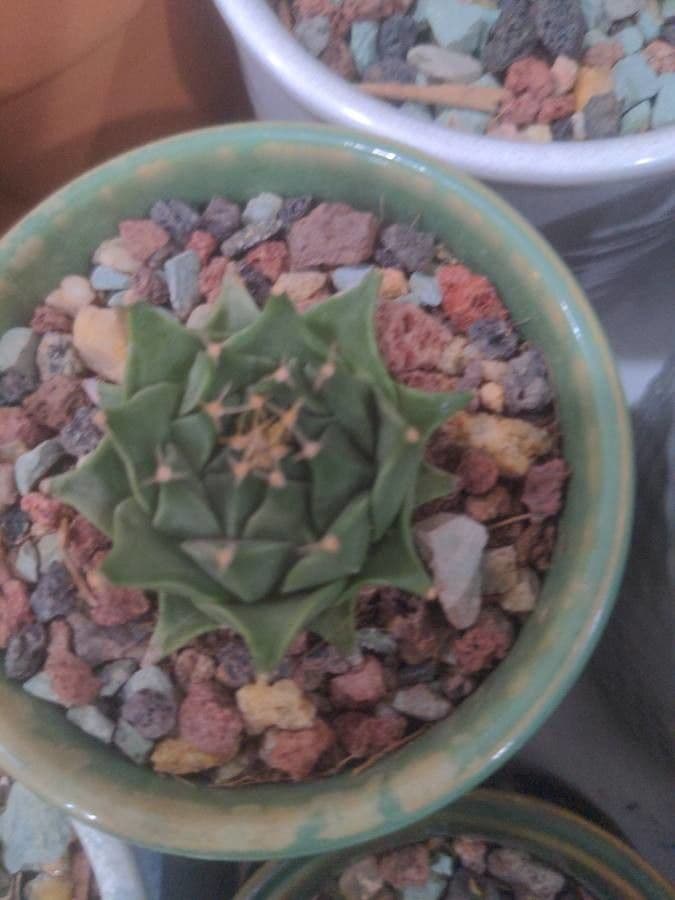 Cactus carciofo 8
