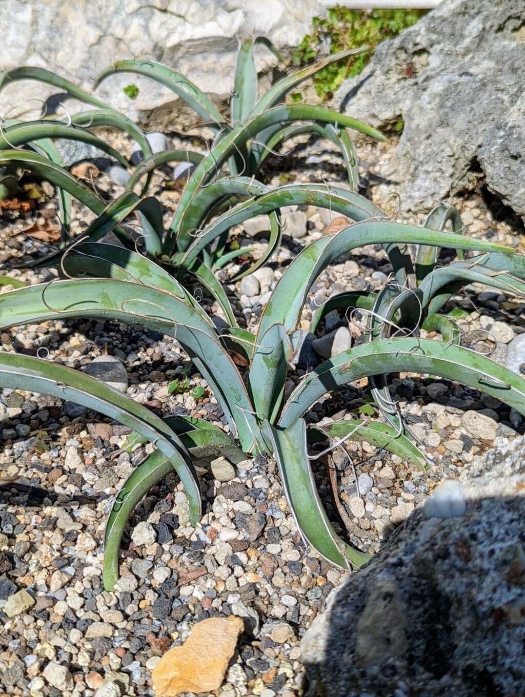 Yucca bacata 19