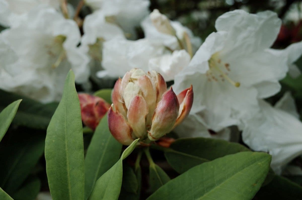 Rhododendron 24