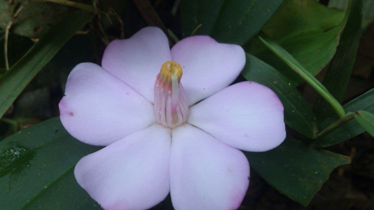 Blakea litoralis 5