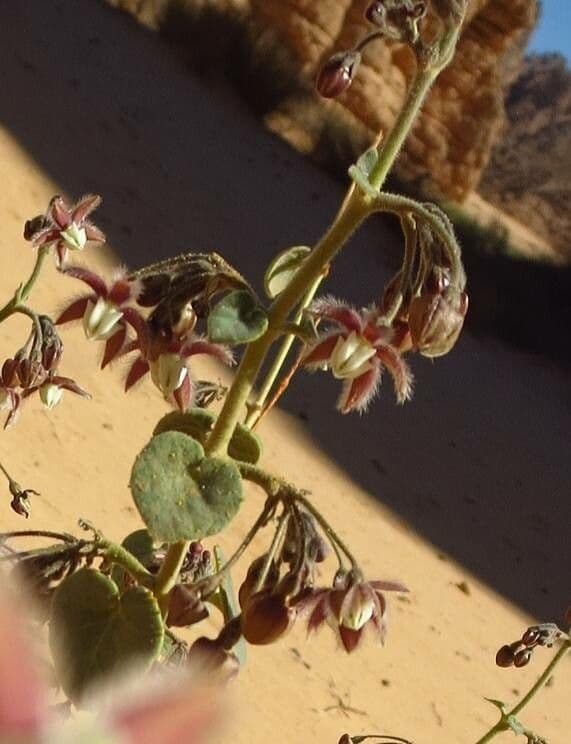 Pergularia tomentosa 7
