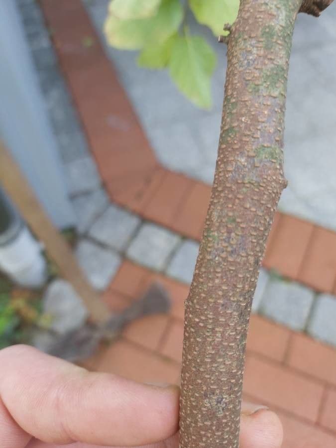 Corylopsis 21