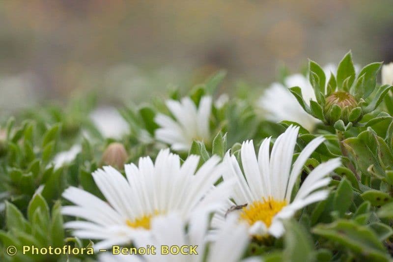 Asteriscus 14