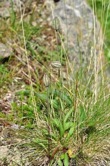 Silene uralensis 7