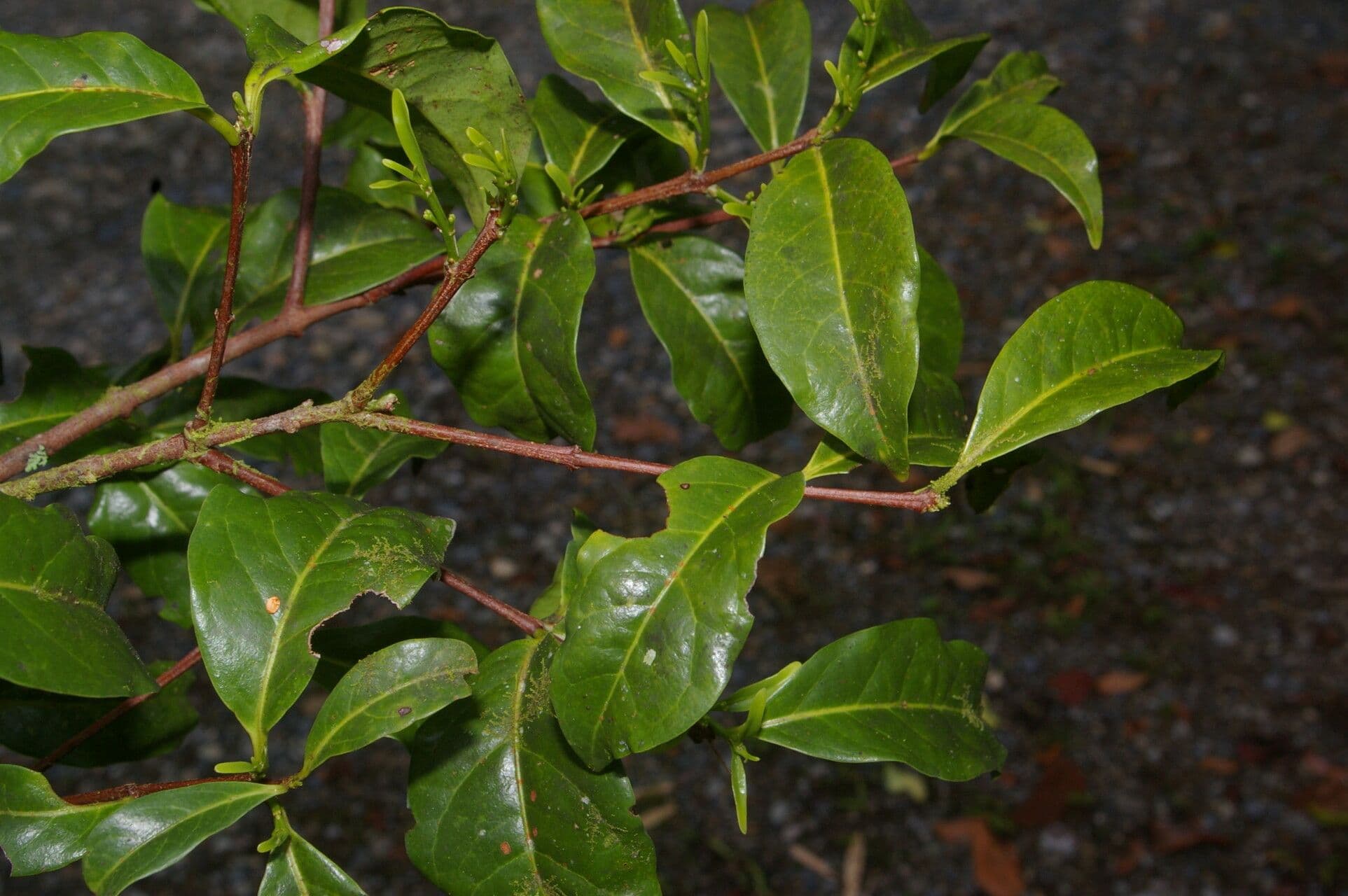 Zinowiewia 5