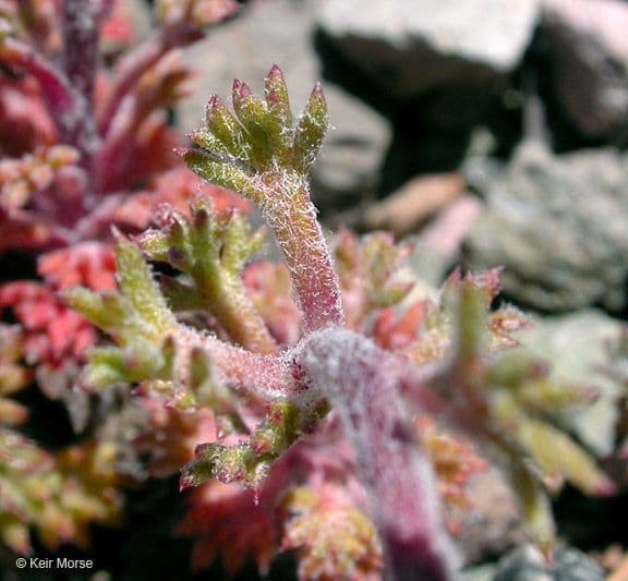 Ipomopsis congesta 4