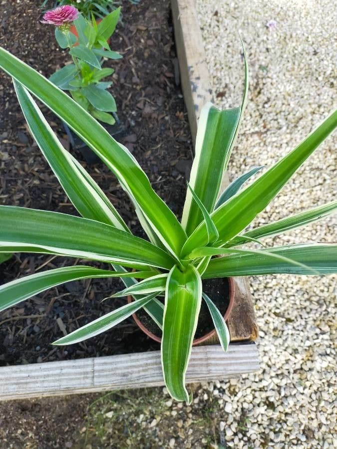 Chlorophytum 16