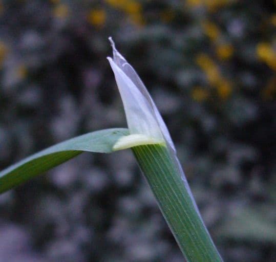 Brome comune