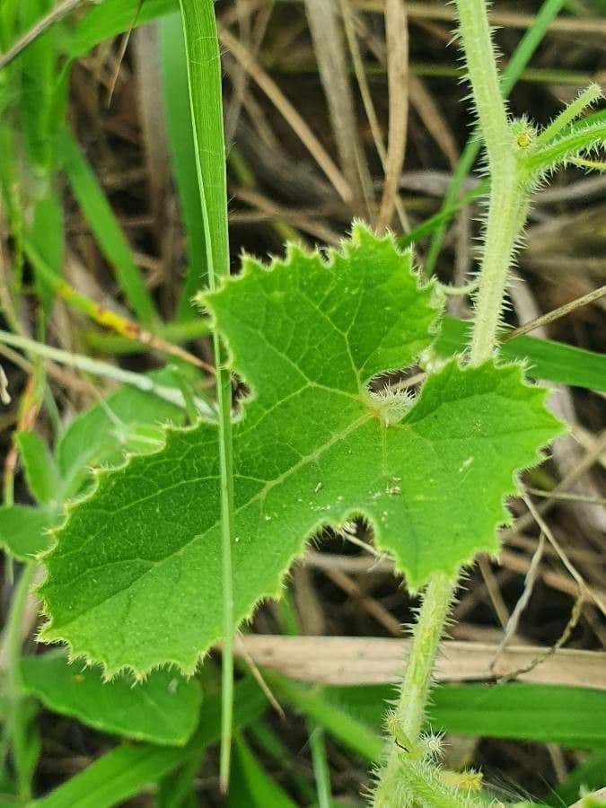 Cetriolo selvatico 15