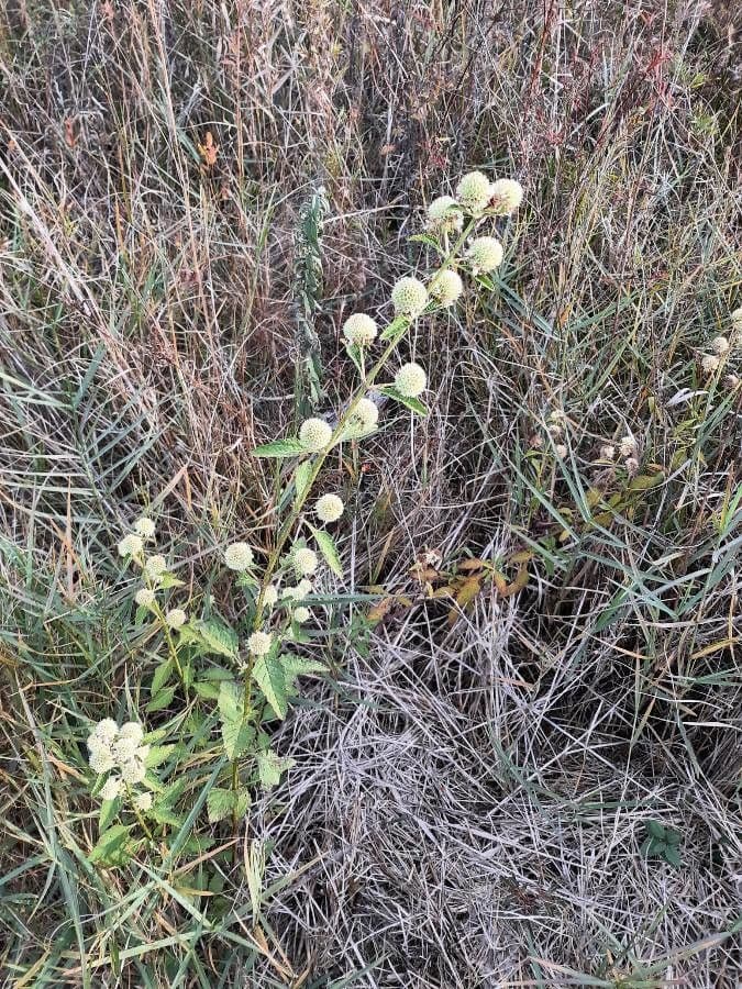 Hyptis alata 7