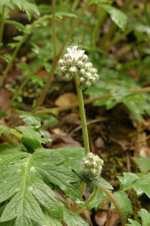 Hydrophyllum occidentale 9
