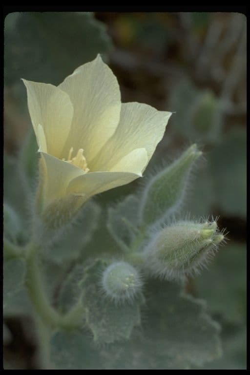 Mentzelia 4