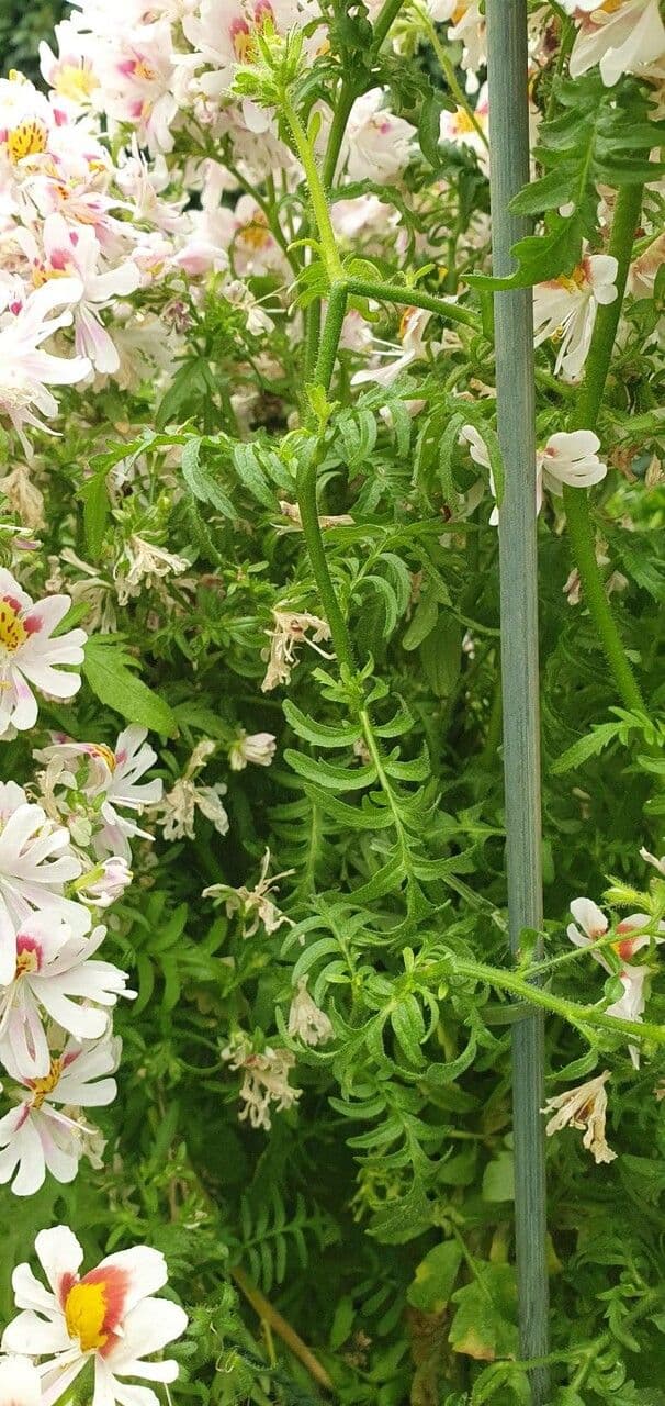 Schizanthus pinnatus 13