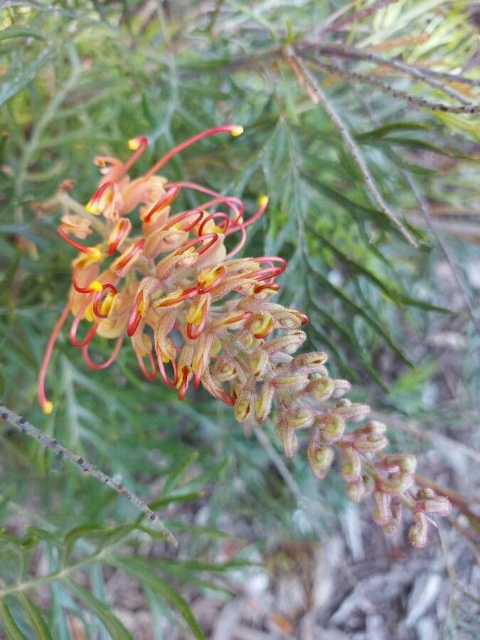 Grevillea 8