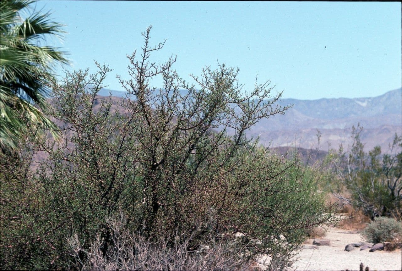 Albero elefante
