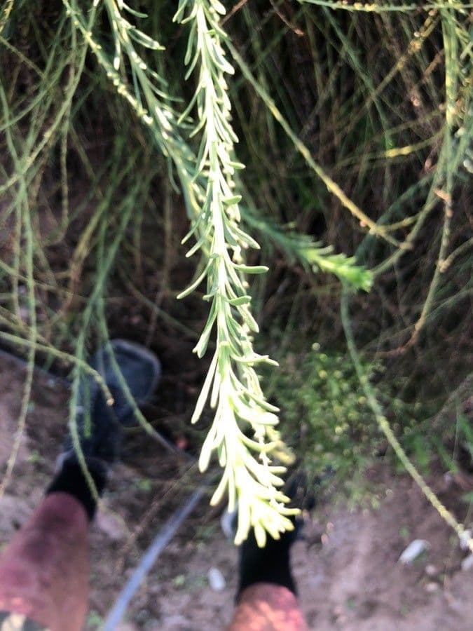 Anarrhinum 8