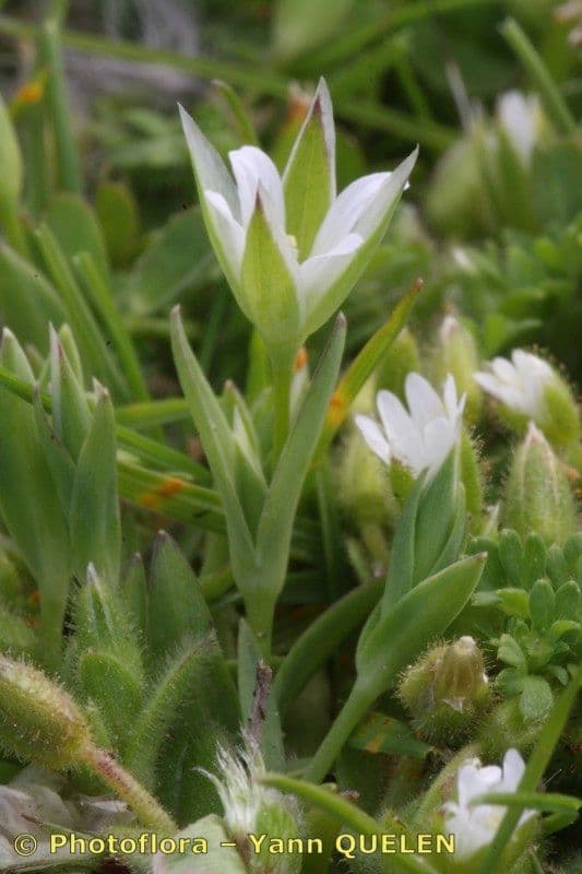 Moenchia erecta 16