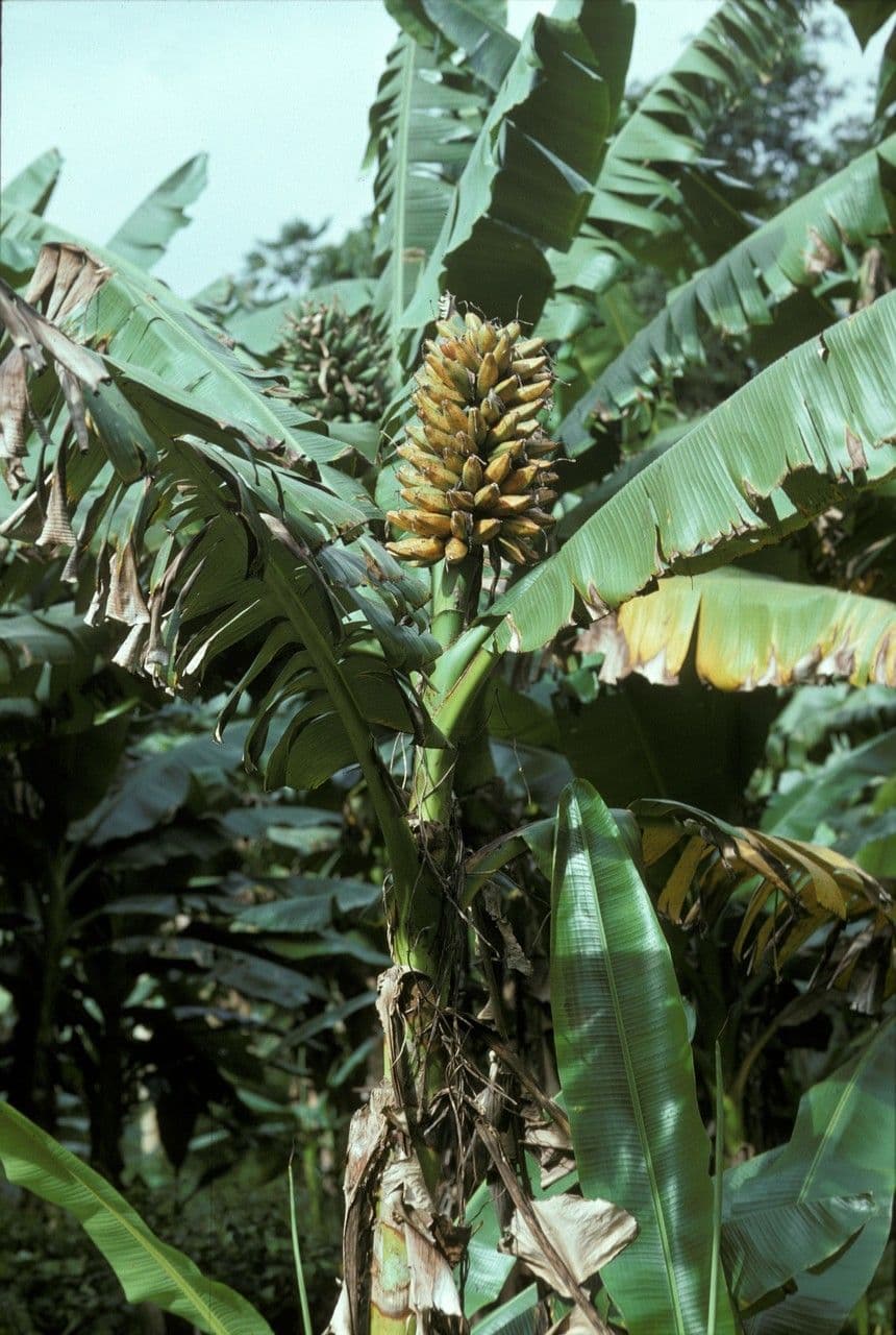 Fe'i-Banane 3