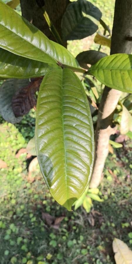 Syzygium 3