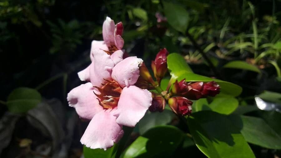 Strophanthus 3