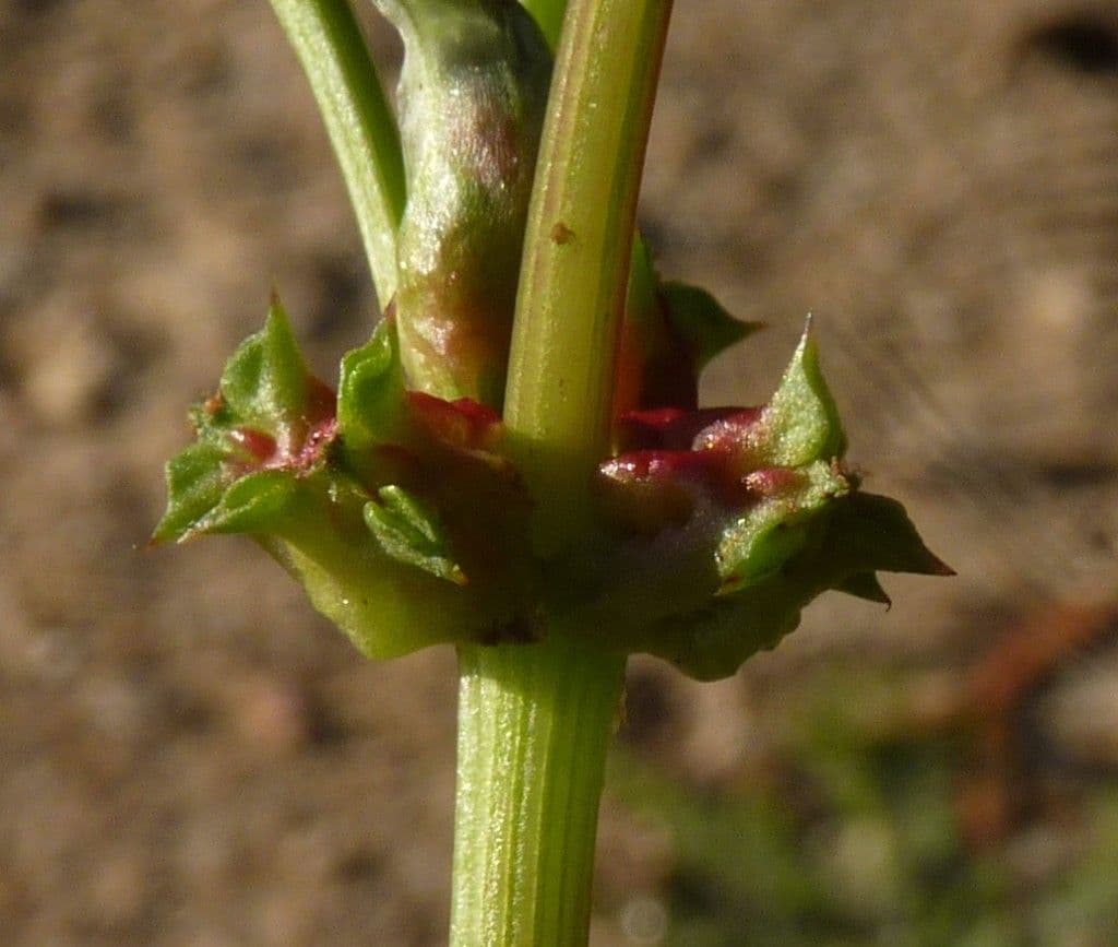 Abreojos 25