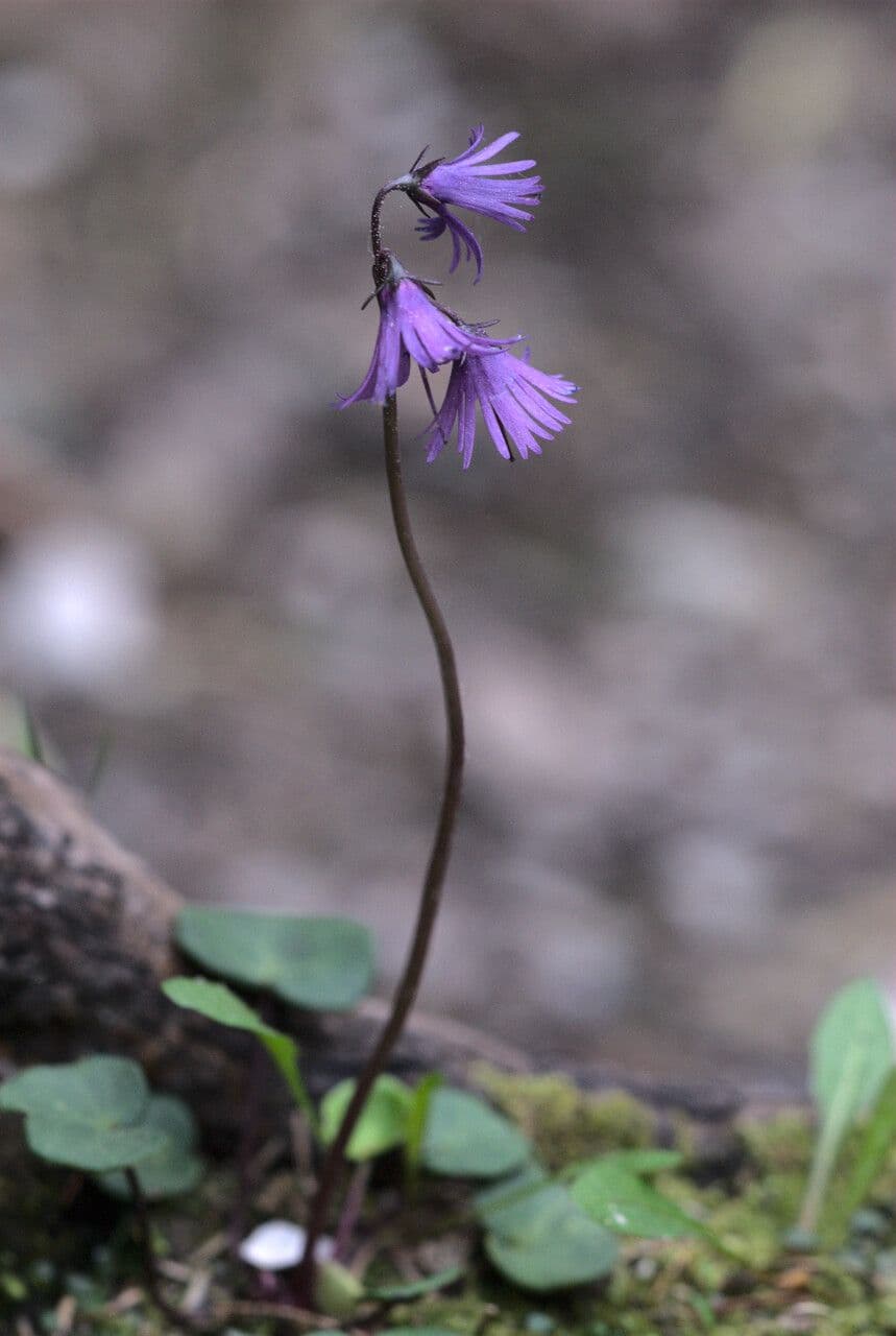 Soldanella 4