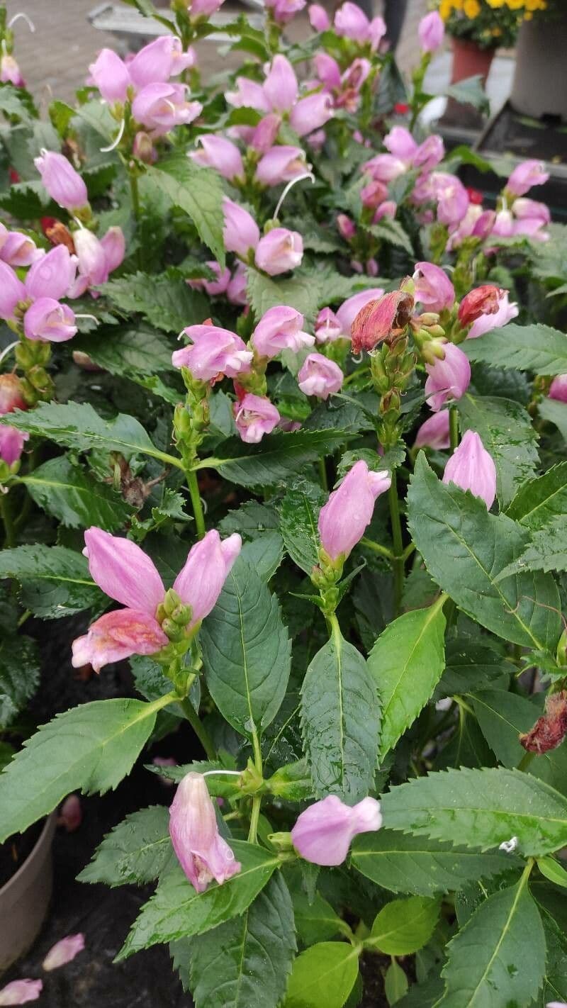 Chelone 10