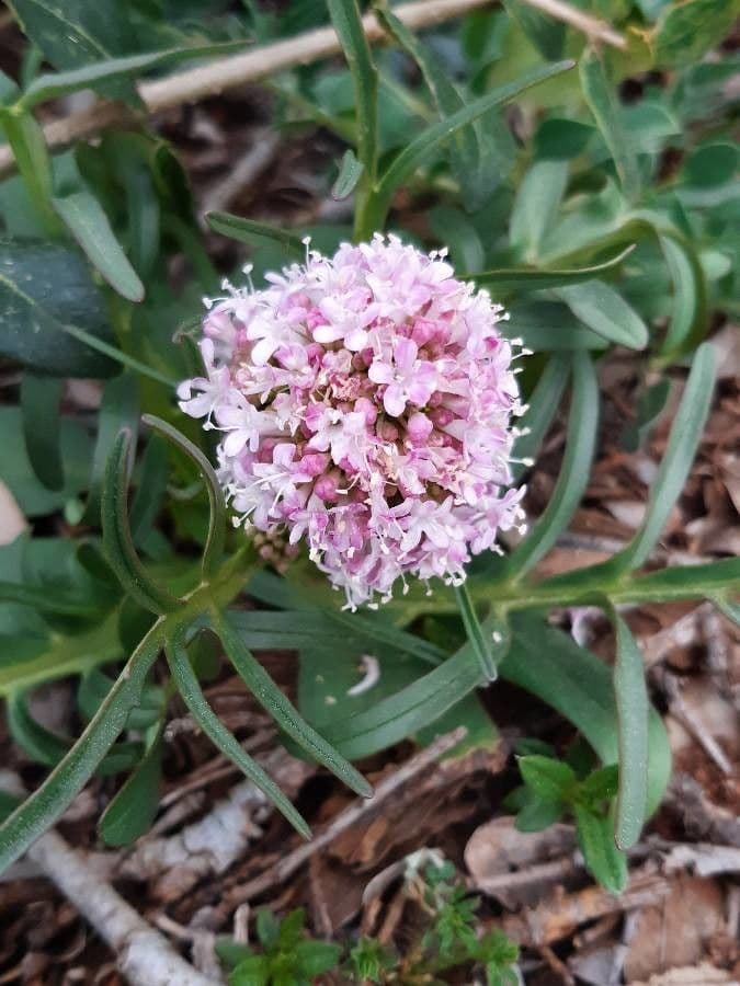 Valeriana tuberosa 21