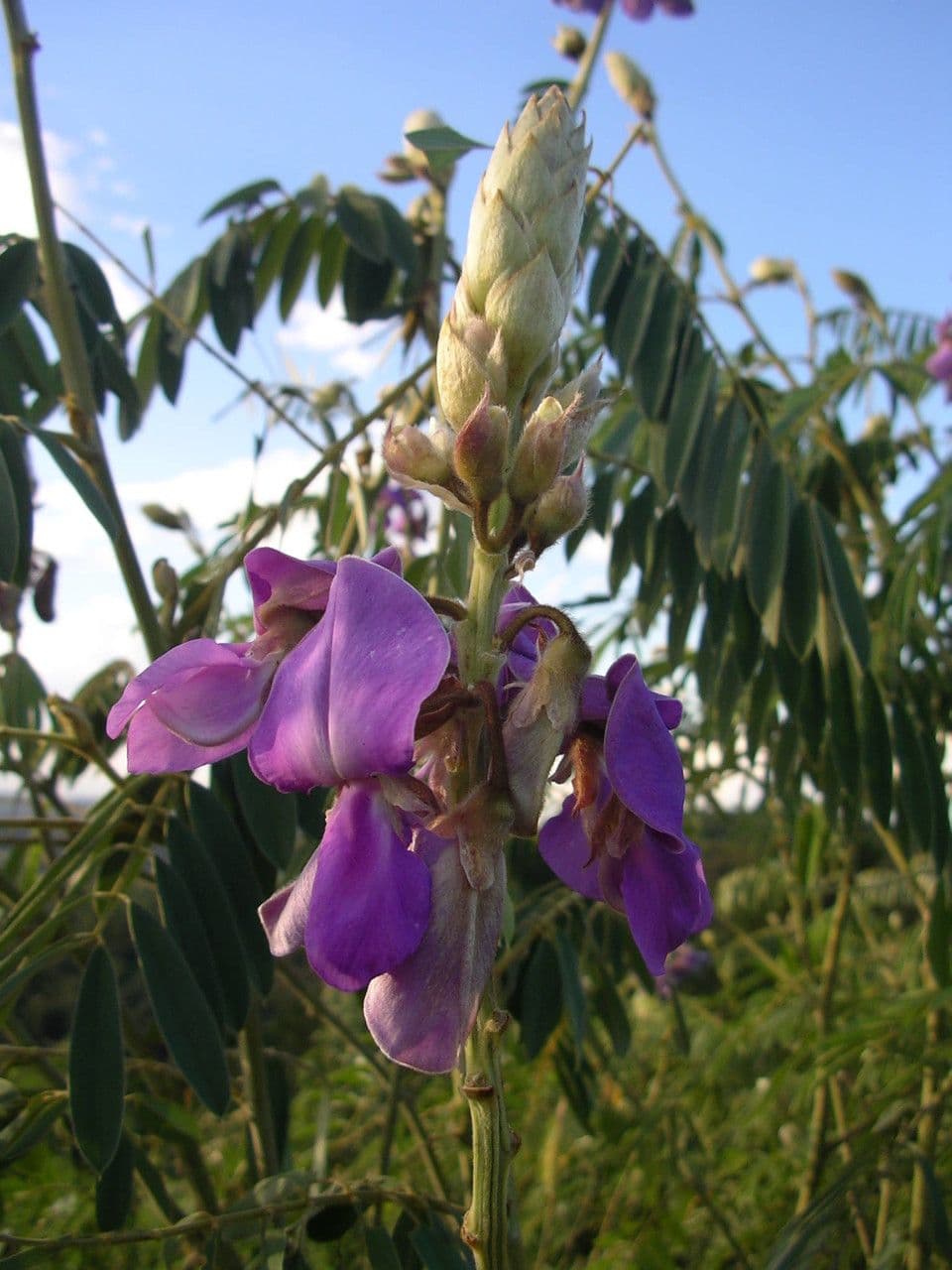 Tephrosia vogelova 4