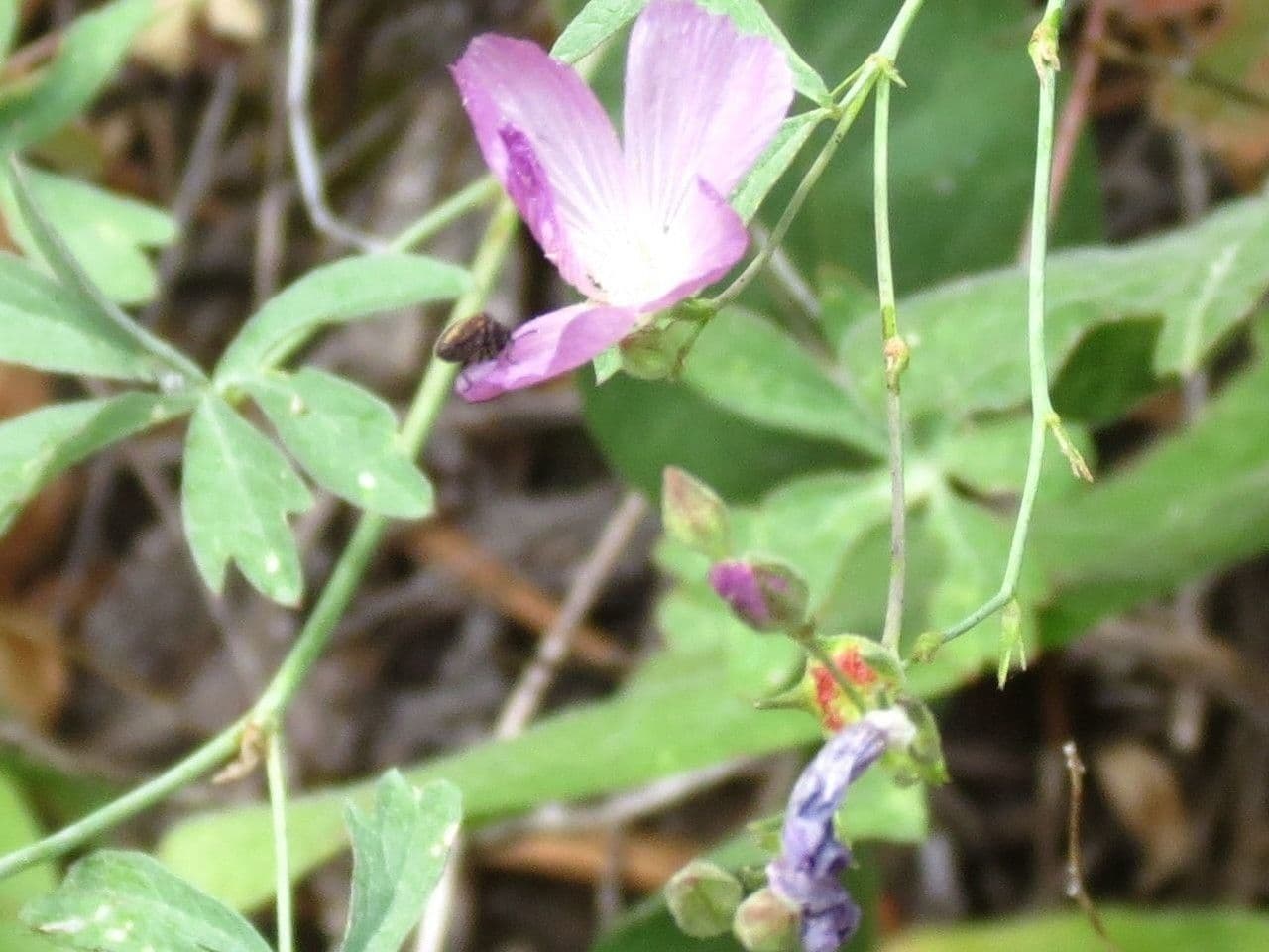 Sidalcea cerosa 4