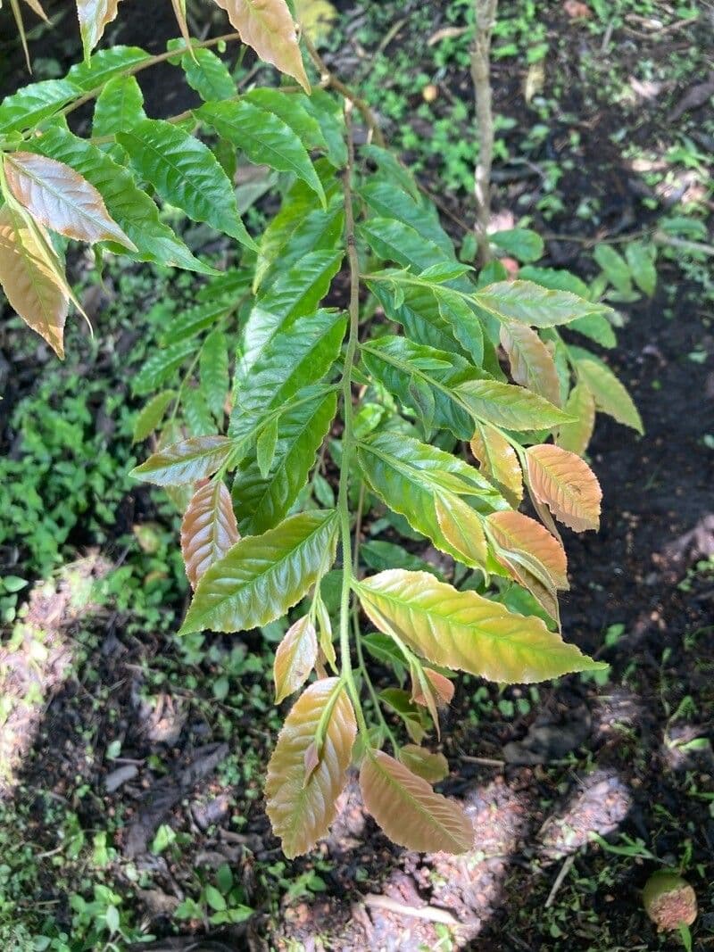 Mogano colombiano