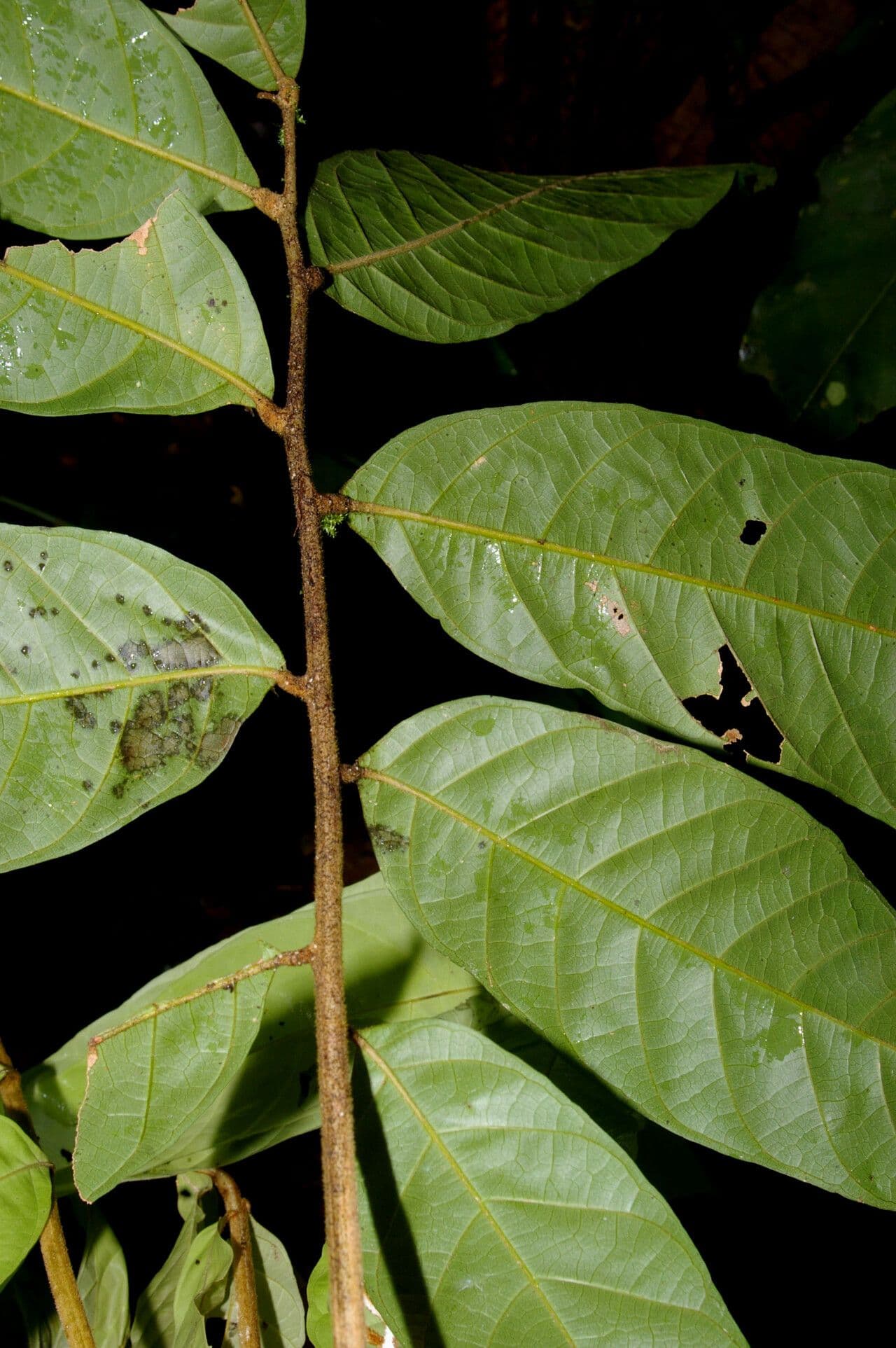 Cupania 4