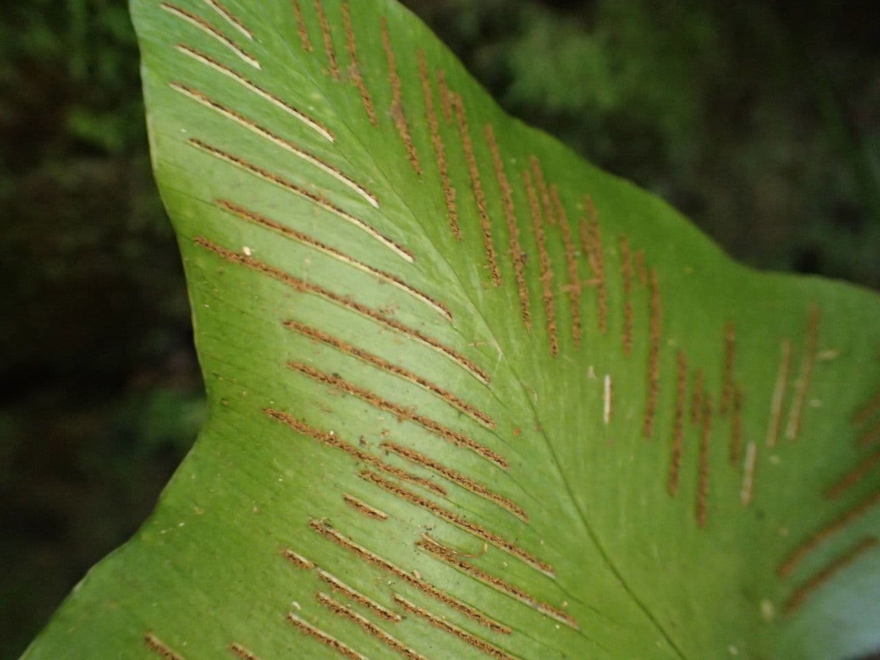 Asplenium hemionitis 3