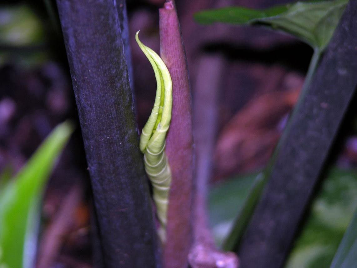 Alocasia 15