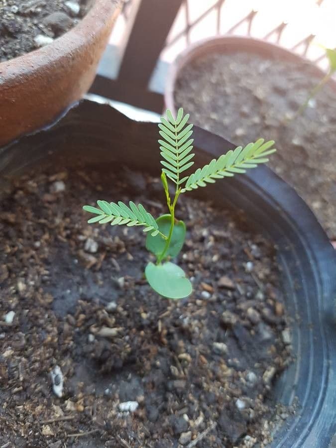 Prosopis 18