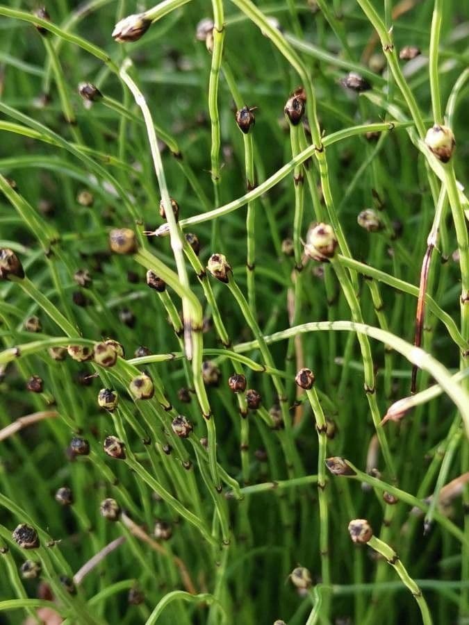 Equiseto scirpoides