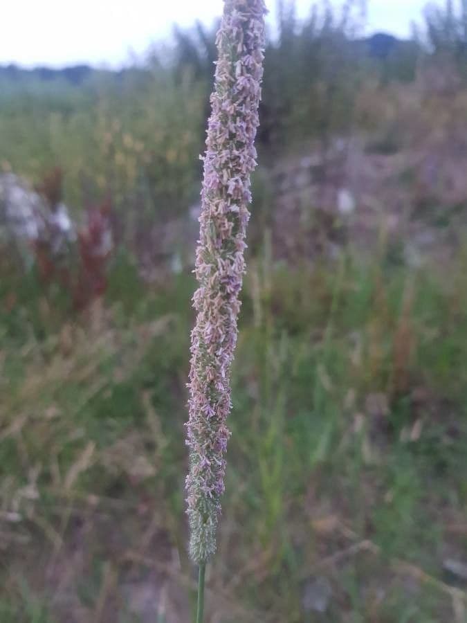 Codolina 10