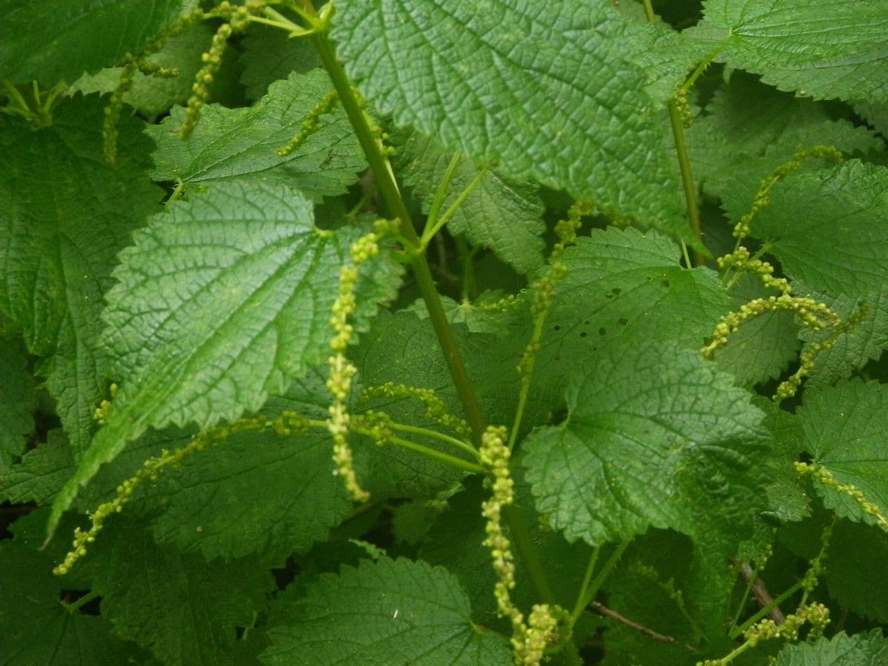 Ortica morifolia 4