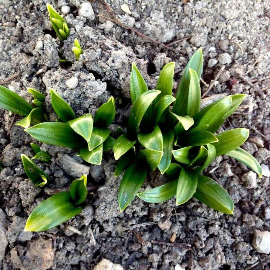 Sněženka podsněžník 16