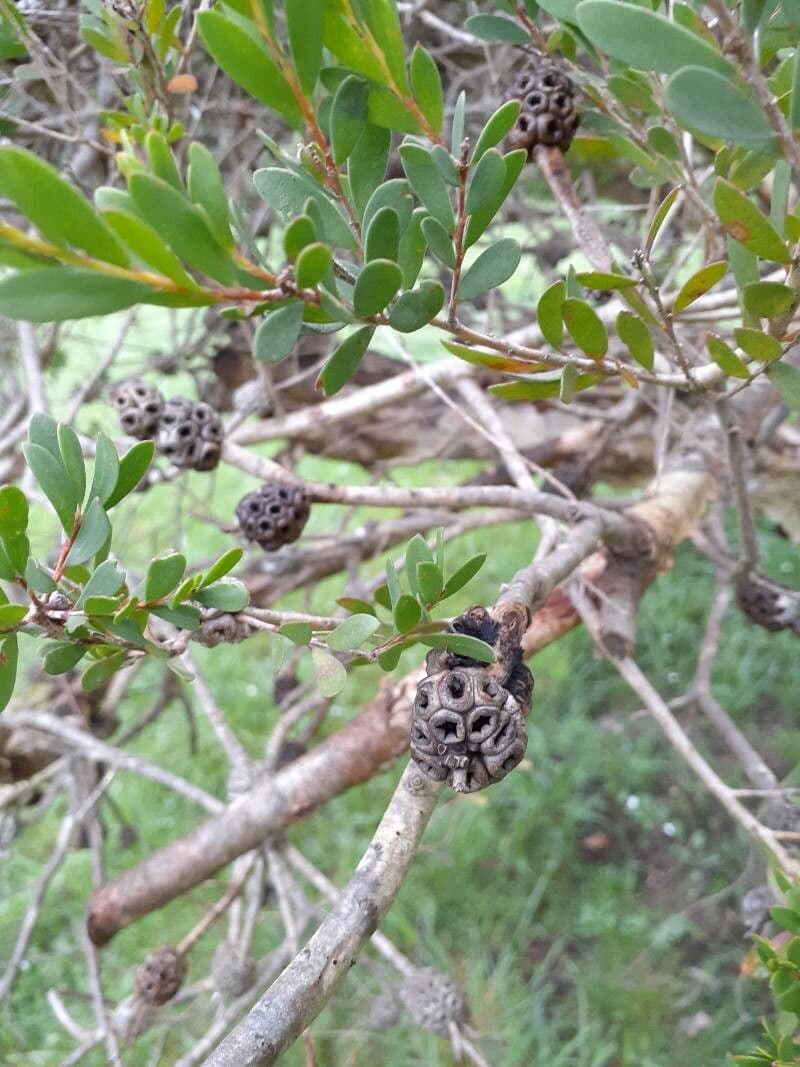 Melaleuca 24