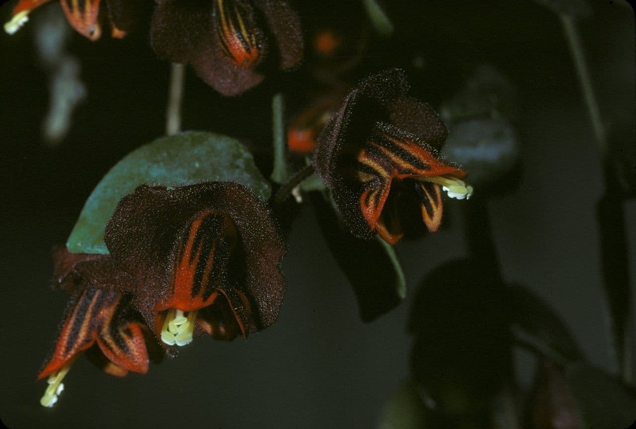 Aeschynanthus 2