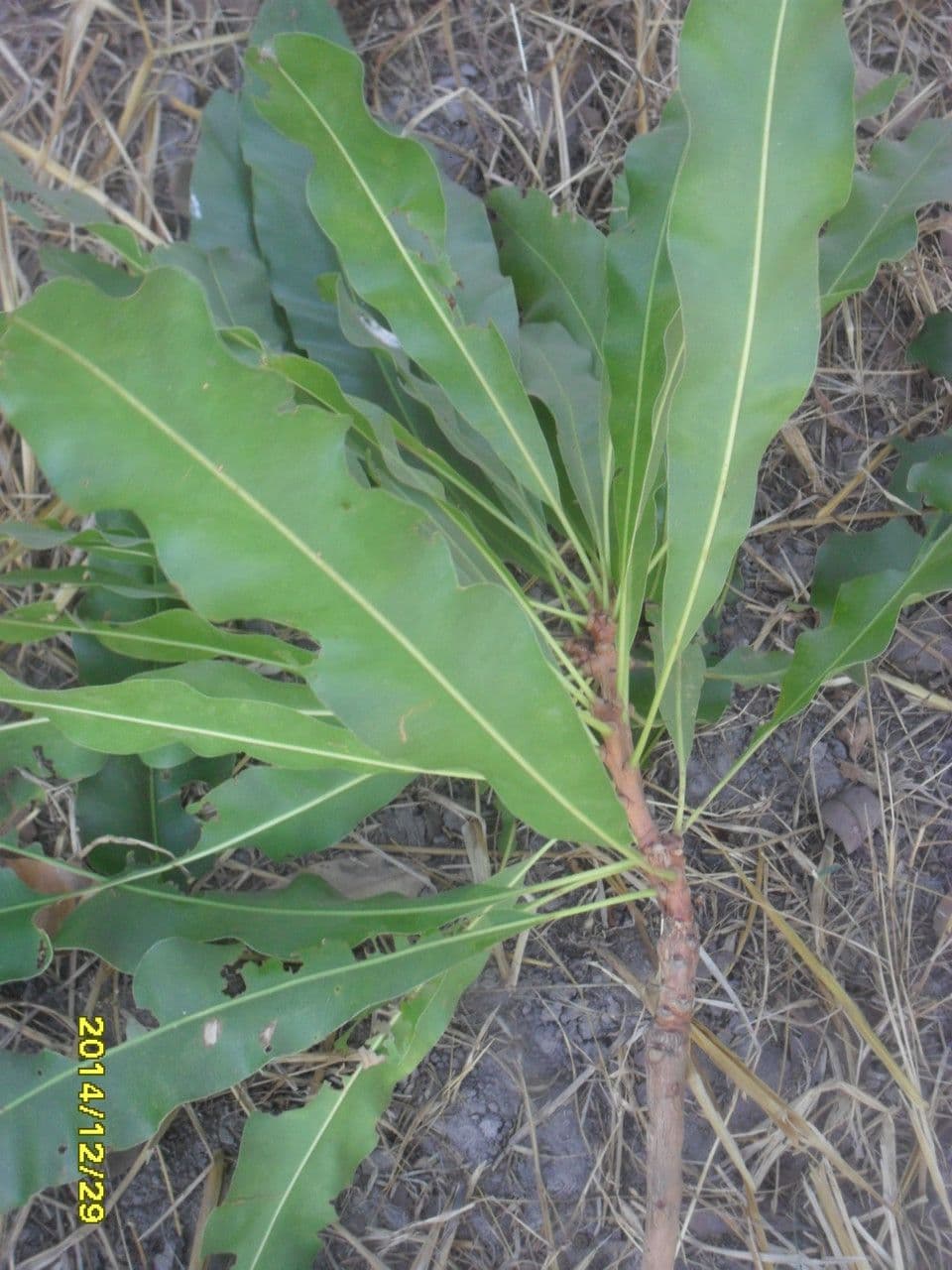 Lophira 2