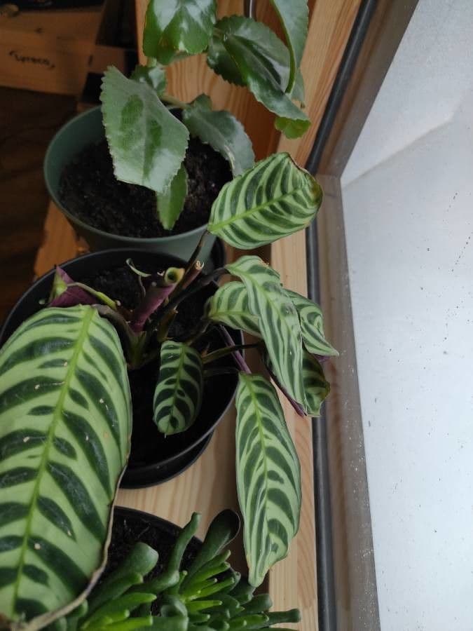Ctenanthe 5