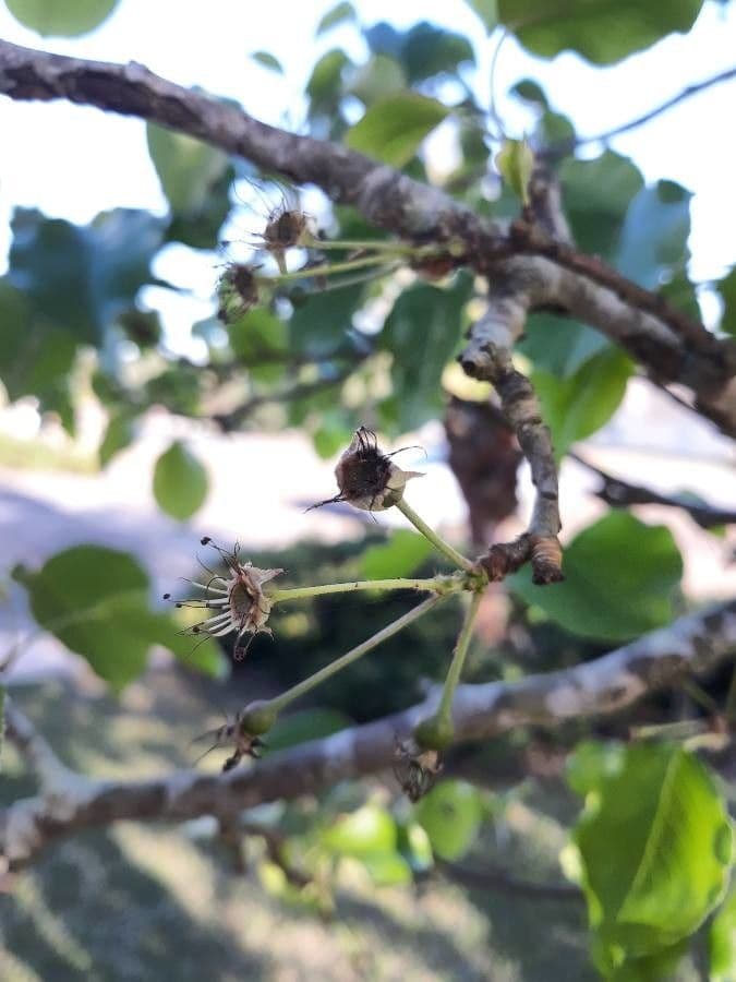 Pero di Callery 28