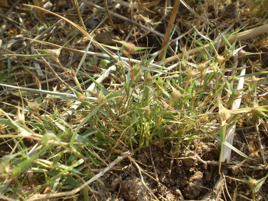 Sporobolus 11
