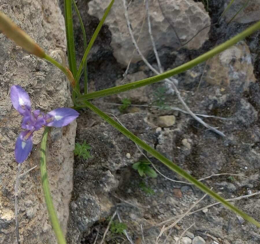 Moraea 16