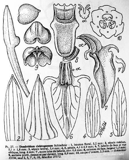 Dendrobium 9